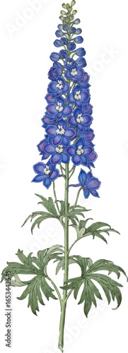 A Single Stem of Blue Delphinium