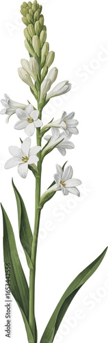 A Single Stem of Tuberose