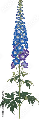 A Tall Delphinium Stem