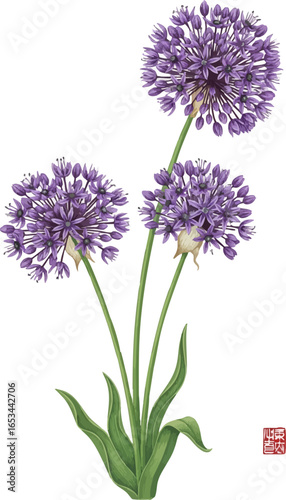 Three Stems of Purple Allium