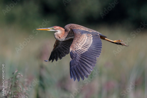 Canvas Print purple heron flying