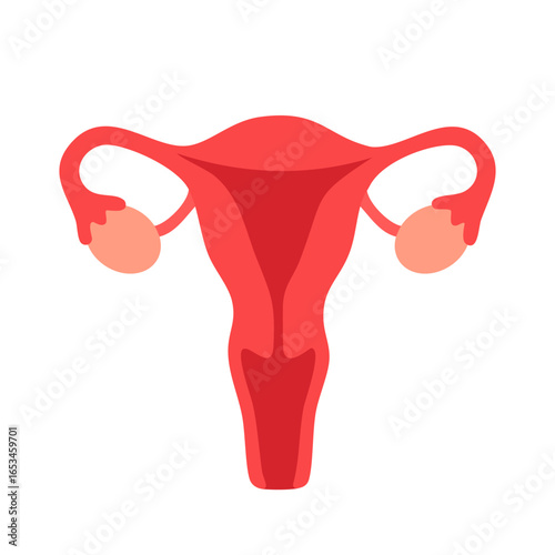 Medical illustration of uterus anatomy isolated on white background