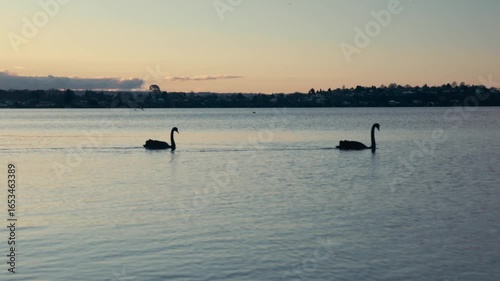 Silhouettes of black swans swimming across a lake at sunset.