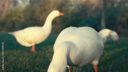 Handheld shot of geese feeding on grass in the evening sunlight
