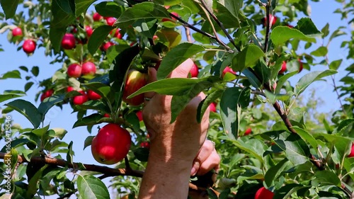 Woman picking apple from tree