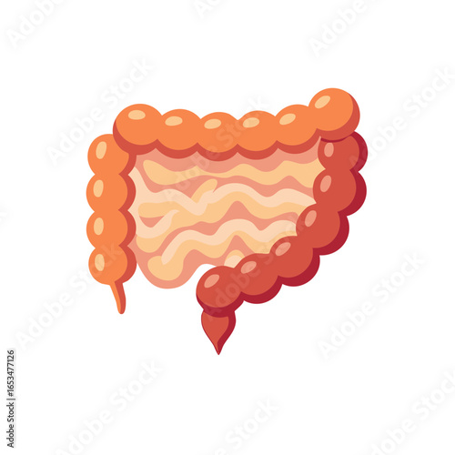 Large Intestine Illustration: Medical Anatomy, Intestinal Tract, Digestive Health, Colon Structure and Function, Anatomical Detail, Cartoon Style