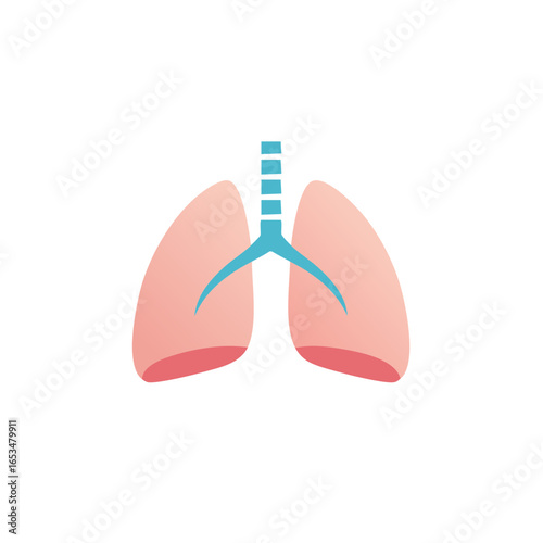 Human lungs illustration depicting the respiratory system