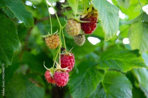 Ripening raspberries in the garden (Rubus idaeus). Close-up of ripening raspberries on a branch with green leaves. Red, pink and yellow berries in a sunny garden.