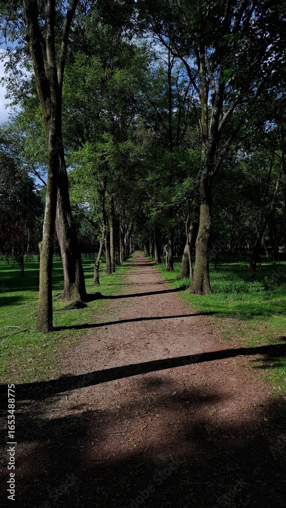 Fototapeta premium Caminata en el parque 
