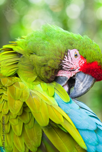 Close up photo of a green parrot preening its feathers