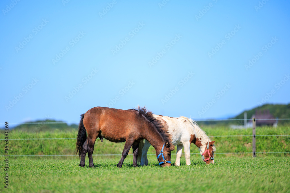 Obraz premium ミニチュアホース