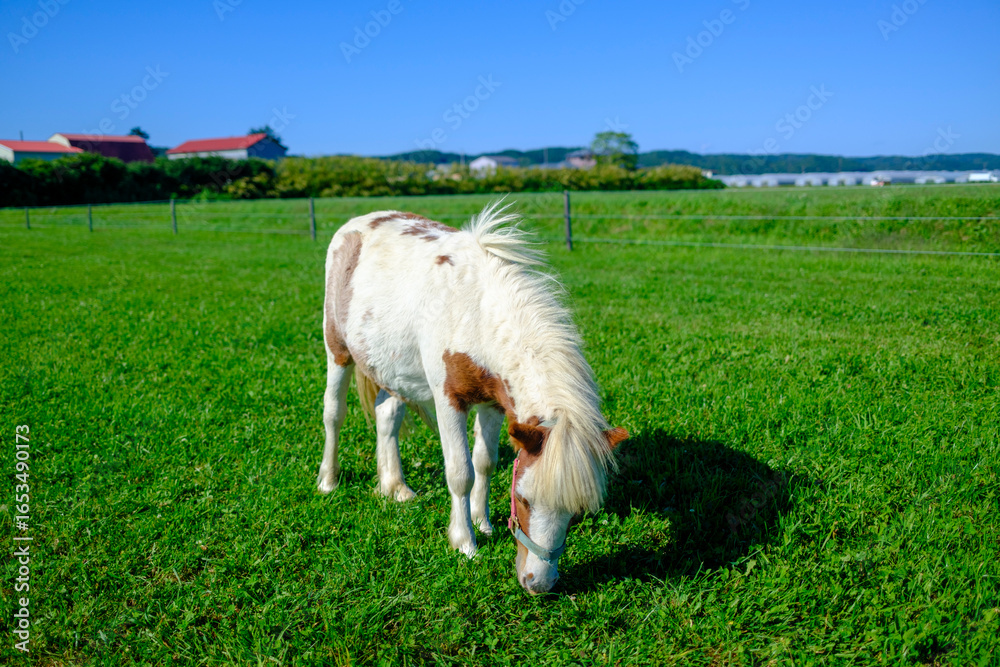 Obraz premium ミニチュアホース