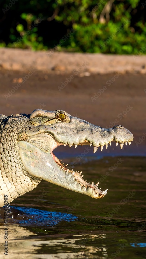 Obraz premium Close-up of a crocodile's head