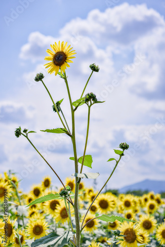 field of sunflowers