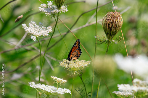 Monarch butterfly beginning fall migration feeding on wildflowers