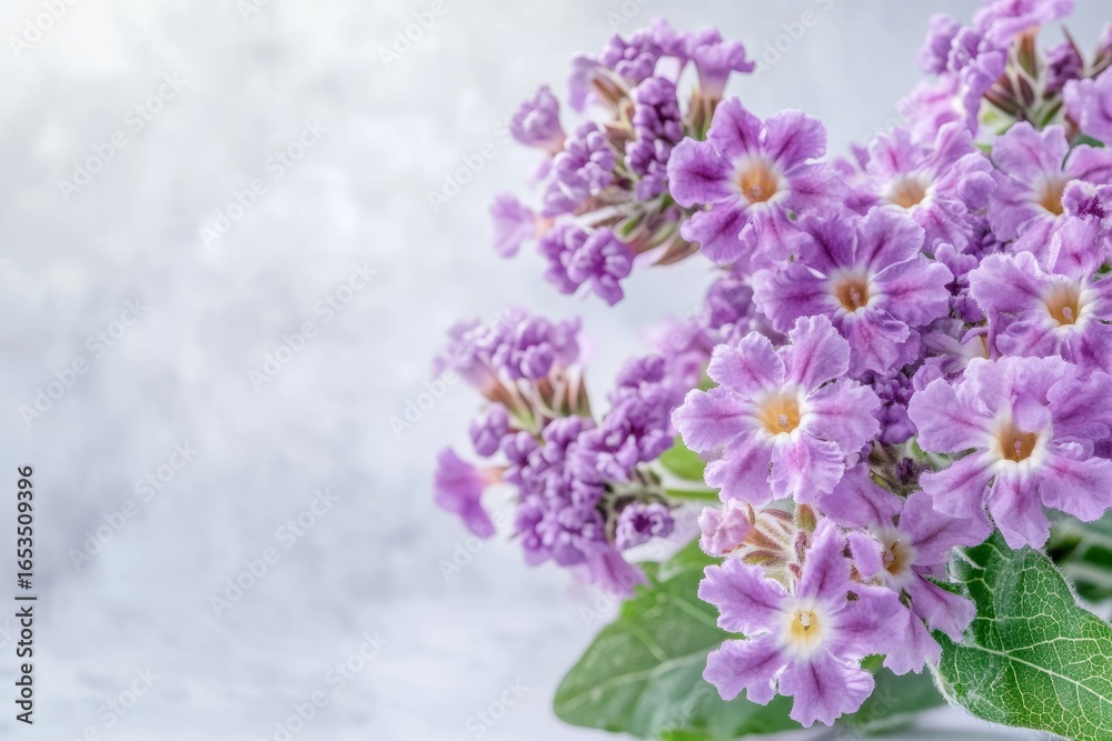 Fototapeta premium A photo of a bunch of heliotrope flowers arranged in a bouquet, with a light, airy background, capturing the softness and charm.Heliotrope,vanilla scent,fragrant flower,purple clusters.
