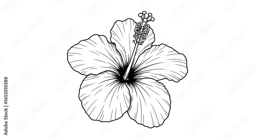 Fototapeta premium Detailed line drawing of a vibrant hibiscus flower, showcasing intricate petal details and a central pistil.