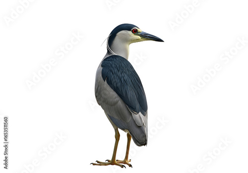 A side view of a black-crowned night heron, presented against a plain black background, showcasing its detailed plumage and posture.