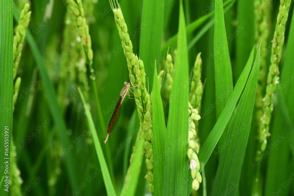 Obraz premium 稲に泊まるオツネントンボ