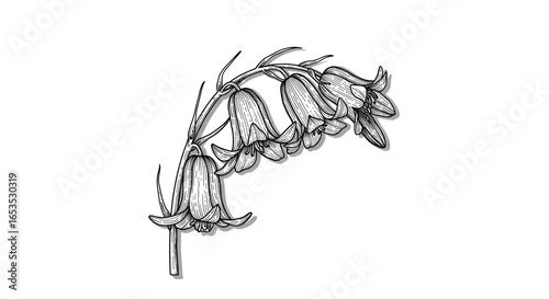 Elegant Bluebell Flower Illustration with Intricate Details and Fine Lines