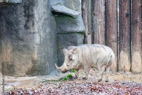 warthog in the zoo