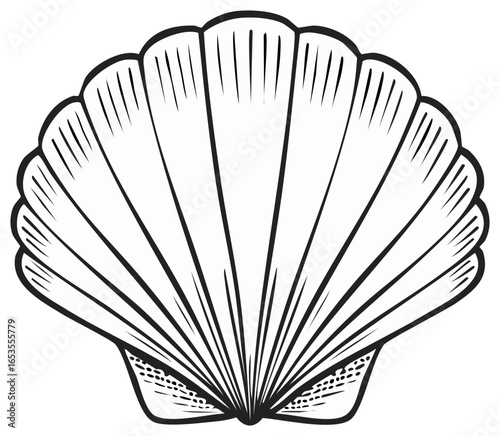 Outlined Scallop Seashell Illustration: Black Lines on White Background Creates an Artistic Sea Creature