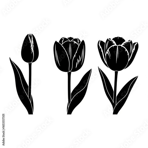 Three tulips in different stages of bloom, isolated on white background
