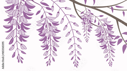 Beautiful wisteria flower vine illustration for spring floral designs and garden themed backgrounds and art