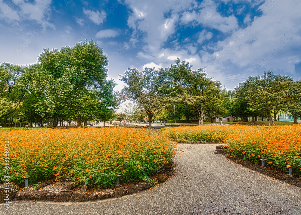 Obraz premium 早秋の日本の公園ではキバナコスモスが咲き秋の来たことを教えてくれます