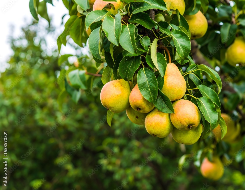 Pears hanging on a tree branch Pears hanging on a tree branch