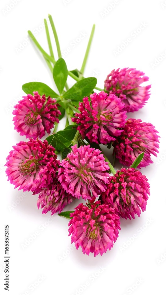 Obraz premium Close-up of vibrant pink clover blossoms