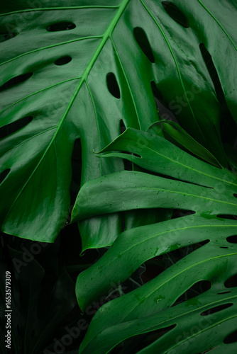 Close up lush monstera leaves in dark green background 