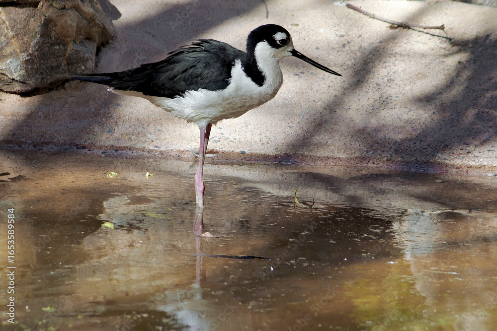 Obraz premium Black Necked Stilt