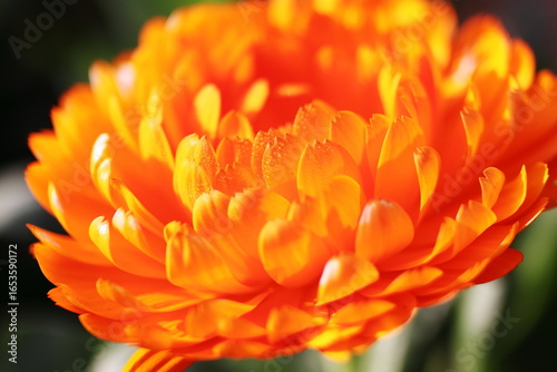 オレンジ色の菊の花