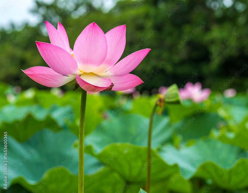 Pink lotus flower in a pond (4) Pink lotus flower in a pond (4)