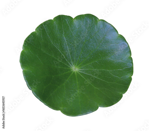 Gotu kola or Centella asiatica or Indian pennywort or Asiatic pennywort or Tiger grass leaves isolated on transparent background.	