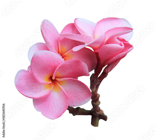 Plumeria or Frangipani or Temple tree flower. Close up pink-yellow frangipani flowers bouquet isolated on transparent background.	