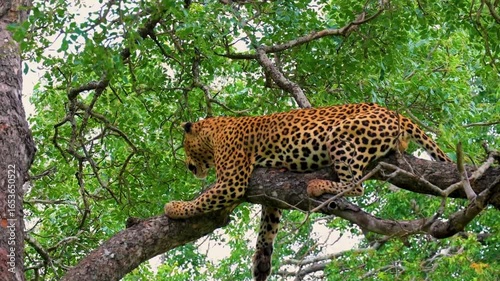 leopard in the tree