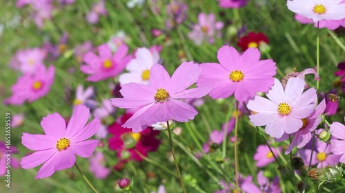 Natural pink cosmos bipinnatus  flower blooming 