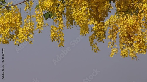 Yellow cassia fistula flower blooming on blue sky background 