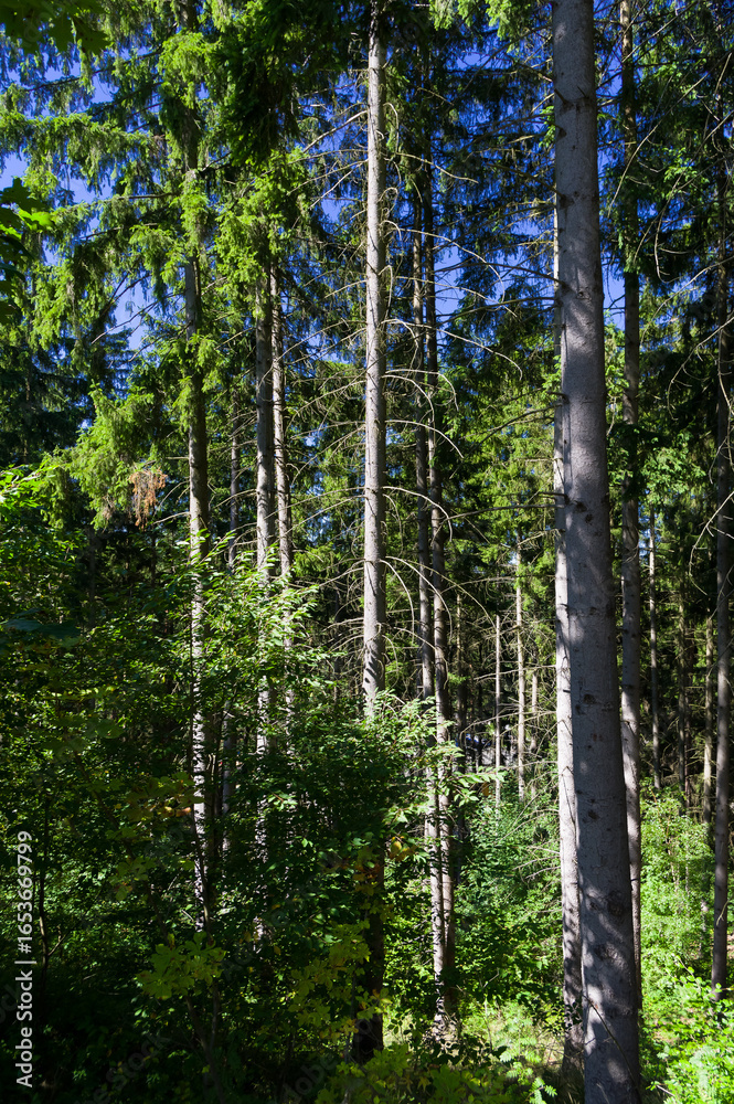 Fototapeta premium Close-up view of spruce forest. Background suitable for various uses.