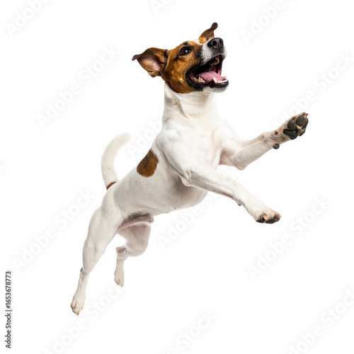 Dog jumping up in the air isolated on white background.PNG format.