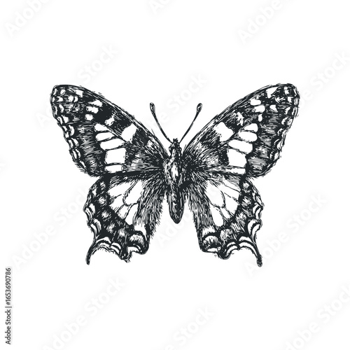 Detailed Ink Sketch of a Monarch Butterfly Against a White Background