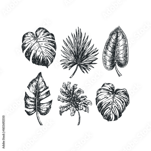 Set of six hand-drawn tropical foliage sketches on white background