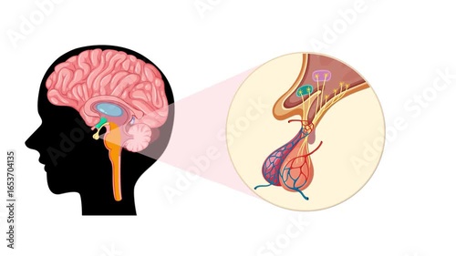 Detailed Anatomical Animation of the Pituitary Gland in Brain