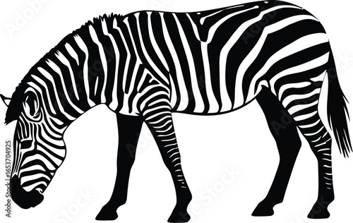 A black and white illustration of a zebra grazing, showcasing its distinctive striped pattern.