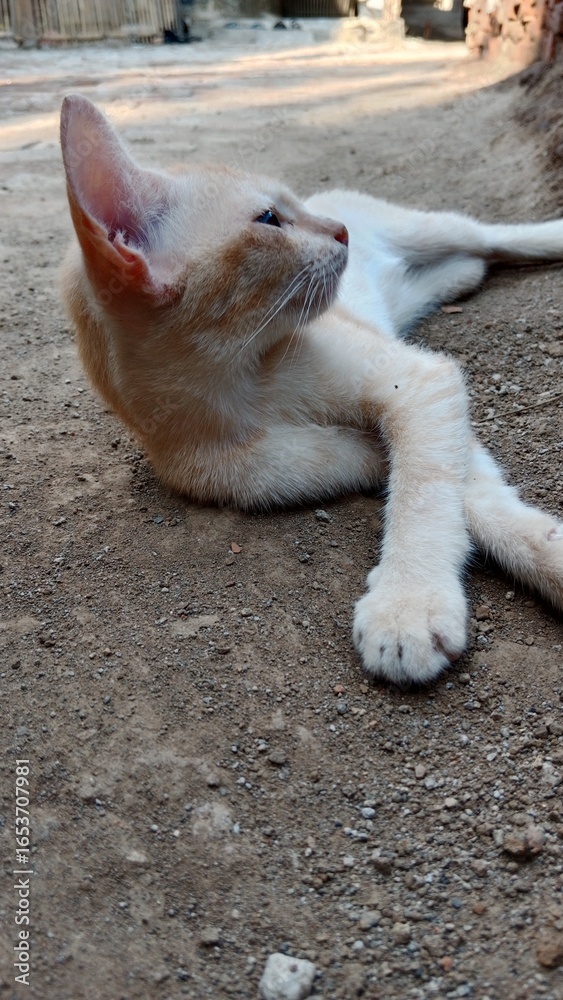 Fototapeta premium dog on the beach