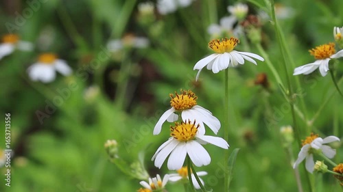 Natural white bidens pilosa  flower with light wind