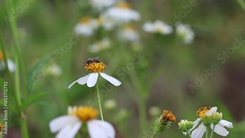 Bidens pilosa  blossom with bee garden background