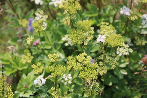 wild flowers in the meadow